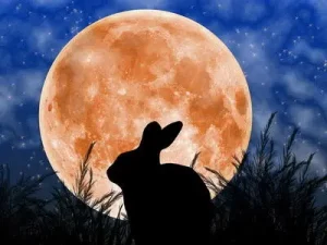 Cuento Infantil El Conejo y la Luna